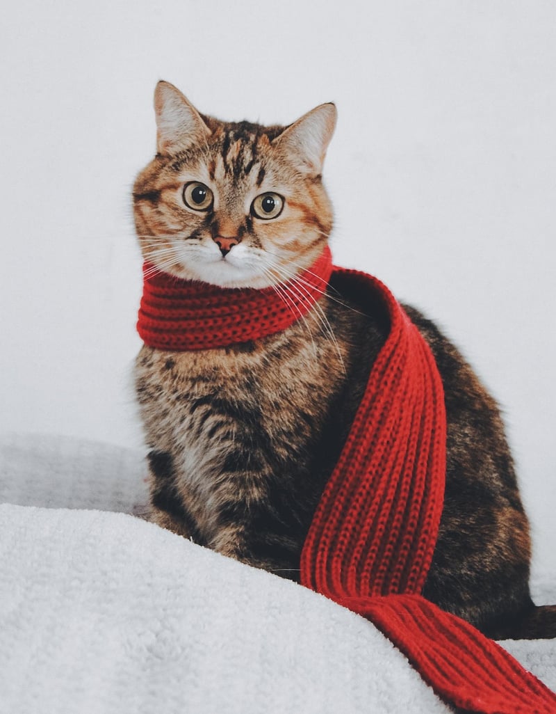 Sustainable scarf